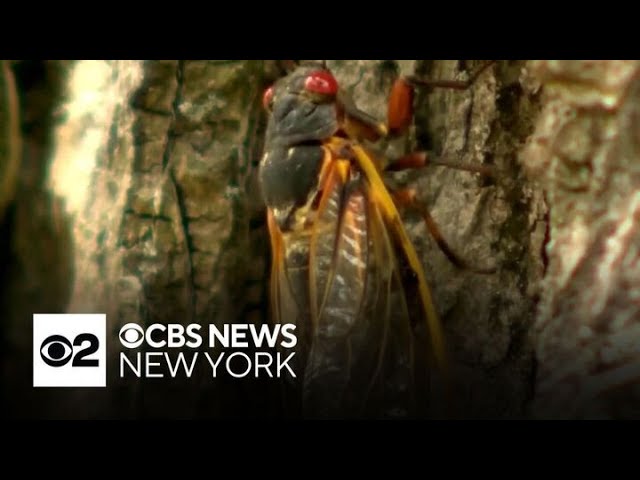 This Spring Will Bring An Invasion Of Billions Of Cicadas Scientists Say