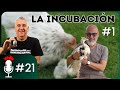 🎙️ MANUAL de BUENAS PRÁCTICAS en la INCUBACIÓN - Parte 1 | Podcast #21 con Ronald Barquero