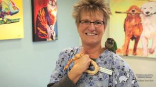 Tierrasanta Vet Hospital - San Diego, CA