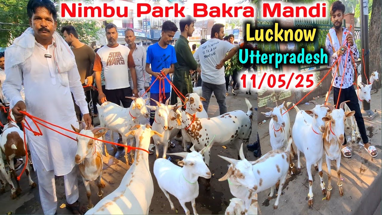 मंडी में आने लगे कुर्बानी के बकरे |Sunday Nimbu Park Bakra mandi Lucknow 11/05/25 |Bakra Eid 2025
