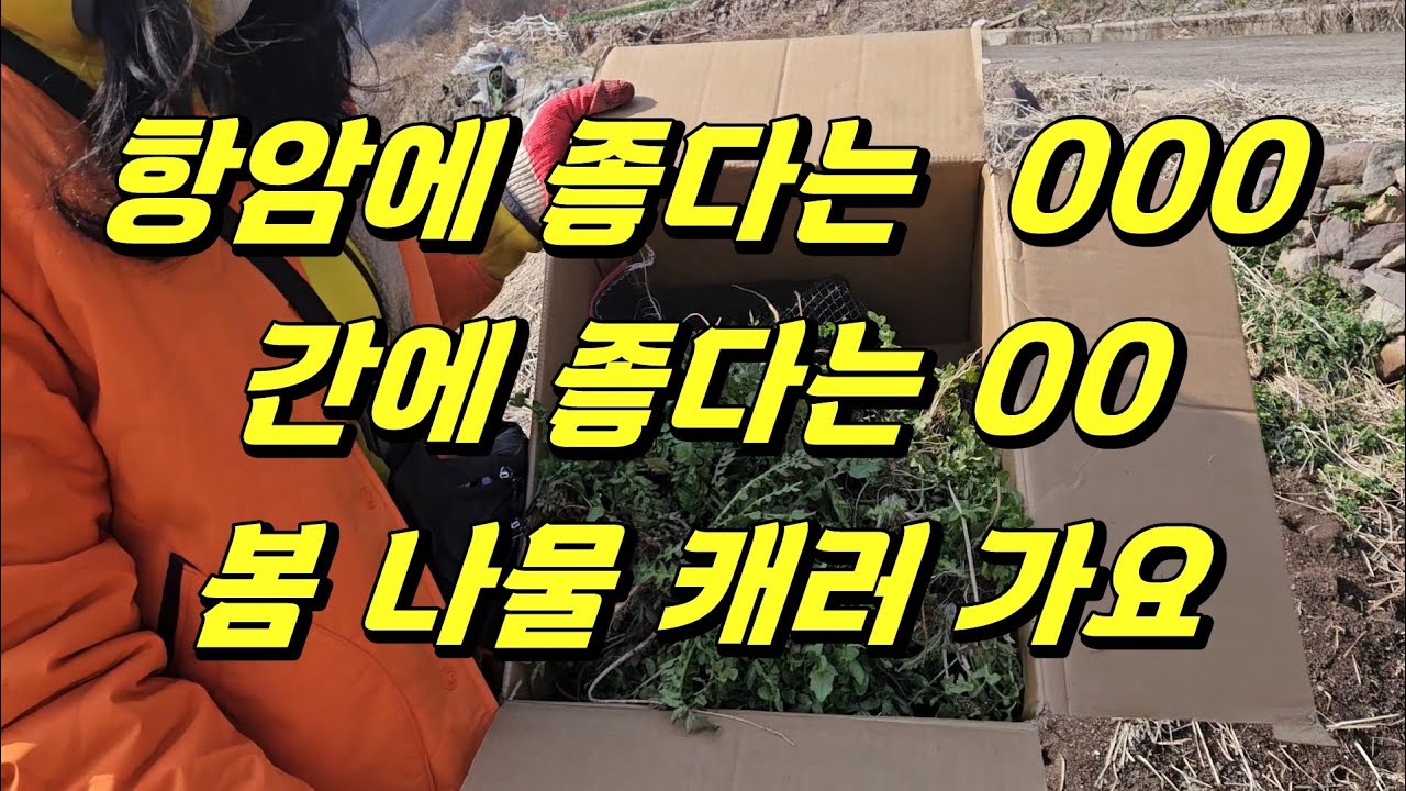 항암나물 간에 좋은 나물  캐러 봄나들이