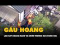 Nhật Bản bắt giữ gấu hoang sau chuỗi ngày gây hoang mang và khiến trường học đóng cửa