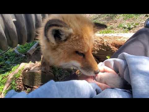Foxes react to fox pup