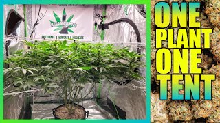 ONE TENT ONE PLANT & AUTOFLOWER HARVEST