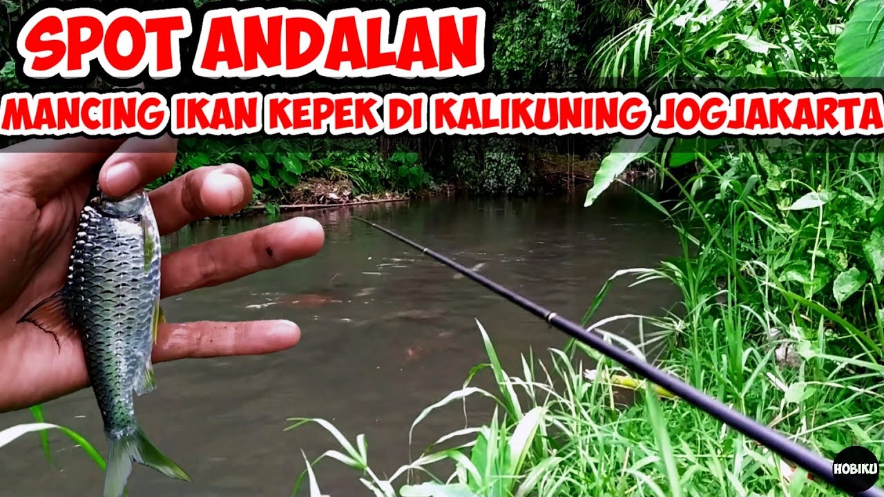 Spot Andalan Mancing Ikan Kepek di Kalikuning Jogjakarta