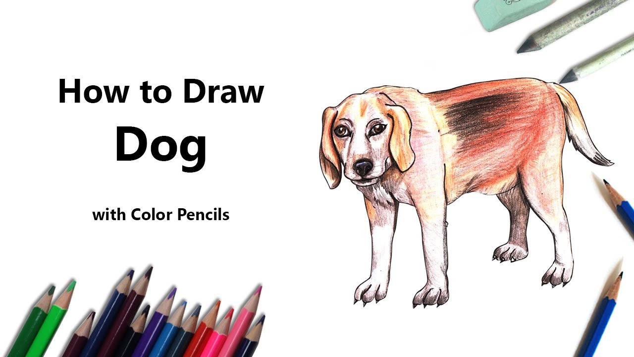How to Draw a Dog with Color Pencils [Time Lapse] YouTube
