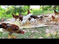Chicken family home #shortvideo #shorts