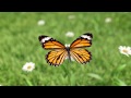 CRS VIDEO