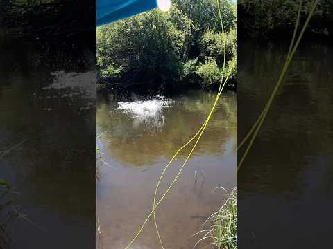 The Net Was Gone… The Trout Wasn’t!