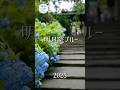 北鎌倉 明月院ブルー 2025年6月15日 KAMAKURA DIARY Shorts No.34 #鎌倉diary_vlog #鎌倉 #紫陽花