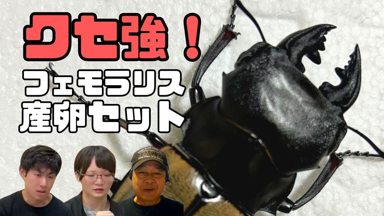 フェモラリスツヤクワガタ飼育方法!産卵セットの作り方について フェモラリスツヤクワガタ飼育方法!産卵セットの作り方について