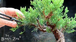 My Clip and Grow Juniper, 3rd Pruning, The Bonsai Zone, Aug 2022