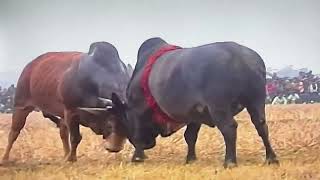 Download Lagu Sylheti Village Gathering – Historical Shadu vs sunartori🎖️Winner: Shadu (Fashion  group) MP3