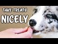 Take Treats NICELY and GENTLY - Puppy Dog Training