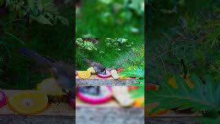 They came for the oranges, but stayed for this! #wildlife #feeding #shorts