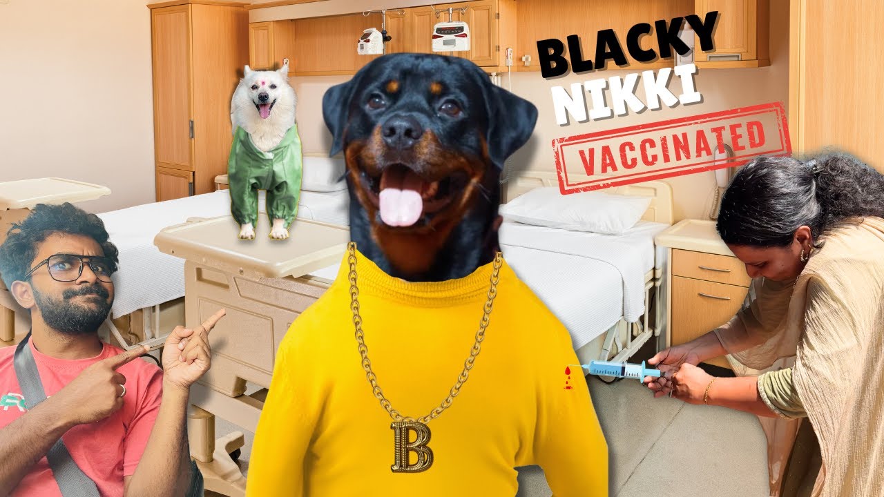 സൂജി കുത്തി ബ്ലാക്കിയുടെ പരിപ്പെളക്കി | Blacky And Nikki Vaccinated !