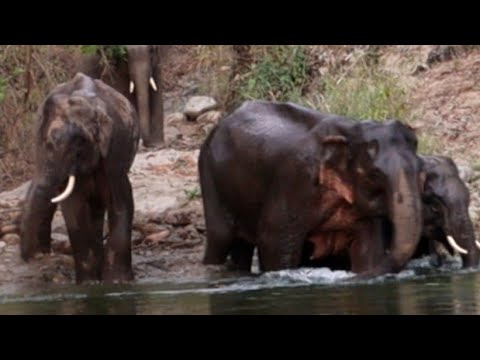 elephant ne charge