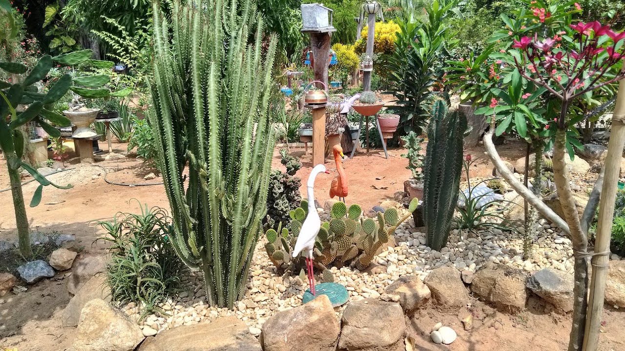 Lindos canteiros bacias vasos suculentas cactos, atendendo pedido 