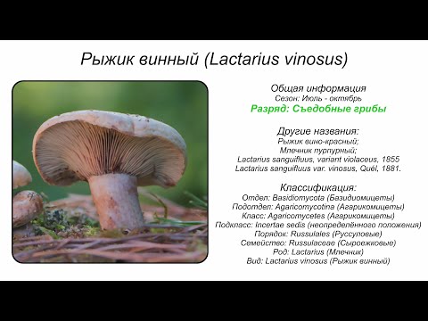 YouTube видео