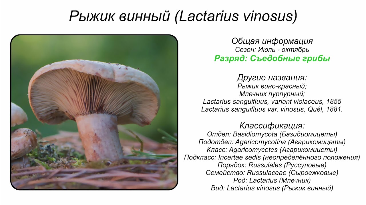 Рыжик винный (Lactarius vinosus)