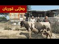 بەزمی جەژنی قوربان 