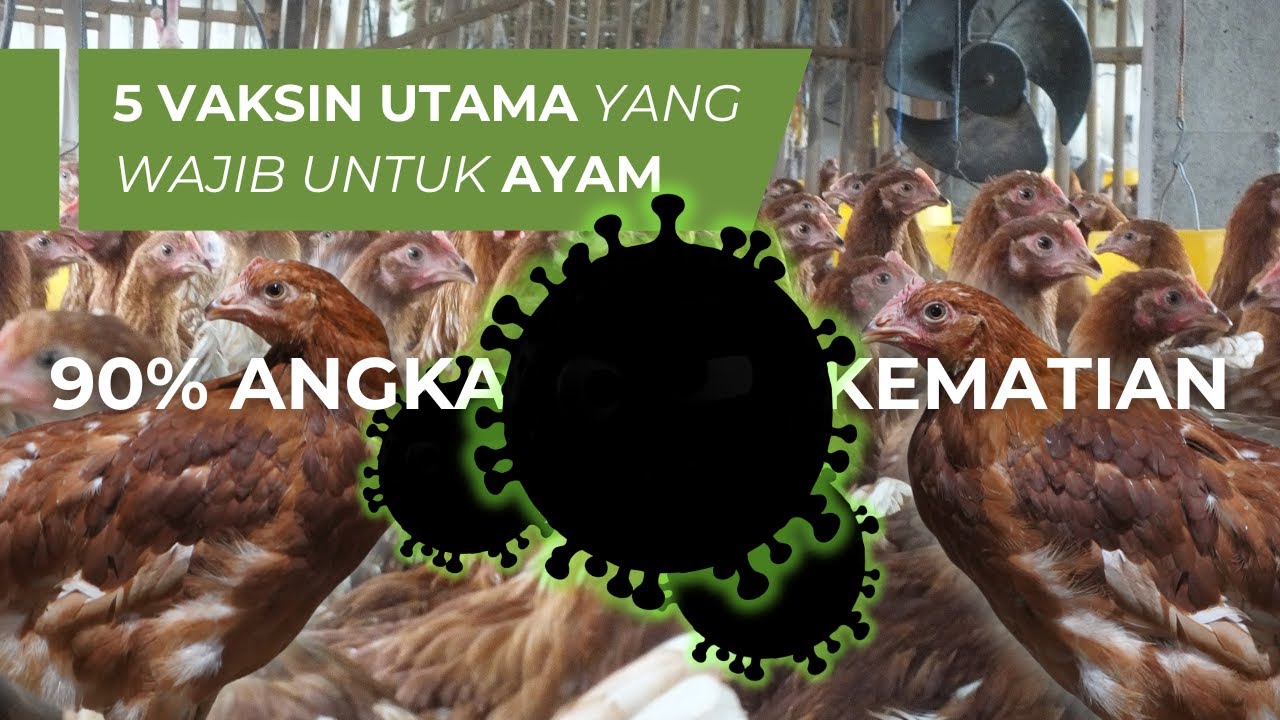5 Vaksin utama yang wajib pada ayam petelur
