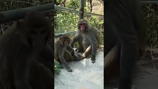 Lovely monkey 🐒