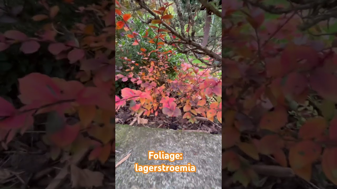 La regina del Foliage: la lageratroemia 