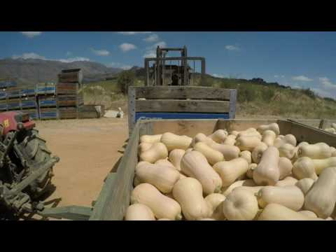 Video: Word ureum in organiese boerdery gebruik?