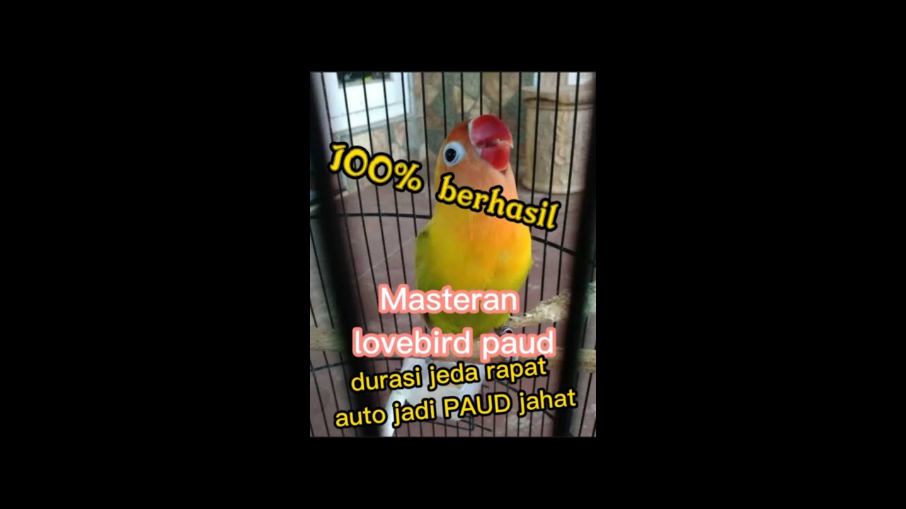 Masteran lovebird paud durasi jeda rapat #lovebird PAUD durasi
