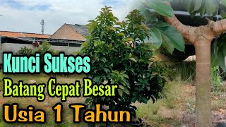 Download Lagu Kunci Sukses Batang Alpukat Cepat Besar Tanpa Pruning Dini MP3