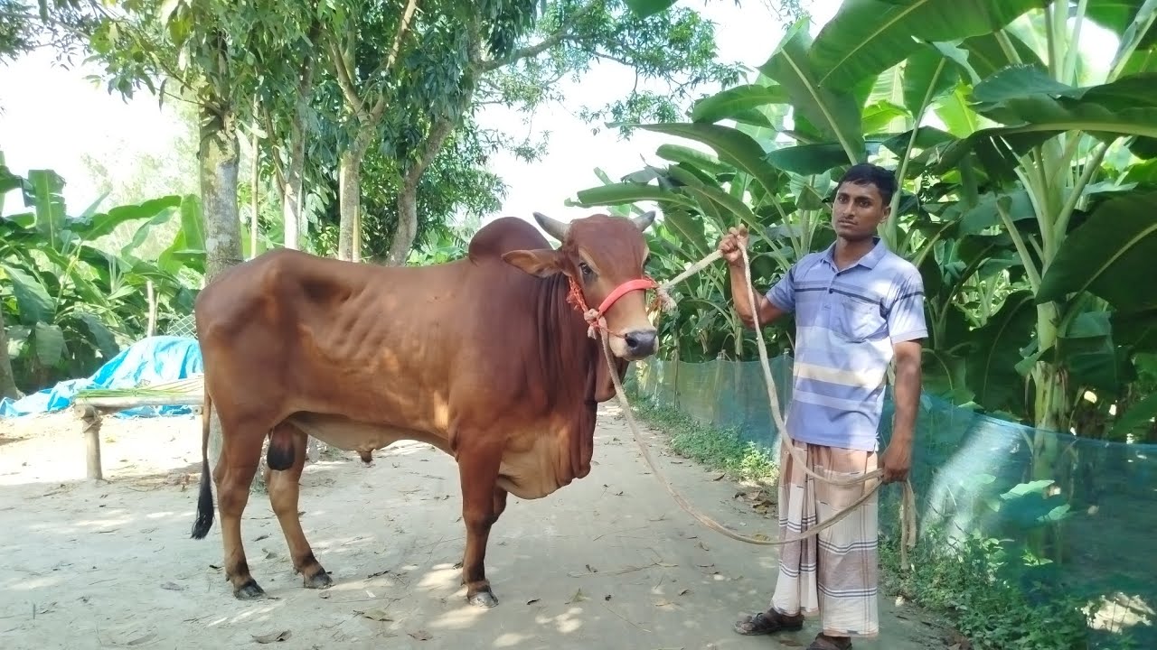 দিনাজপুরের সেরা মানের ৪টি বড় বড় ষাঁড় গরু লট কত চায় আব্দুর রাজ্জাক বেপারী 