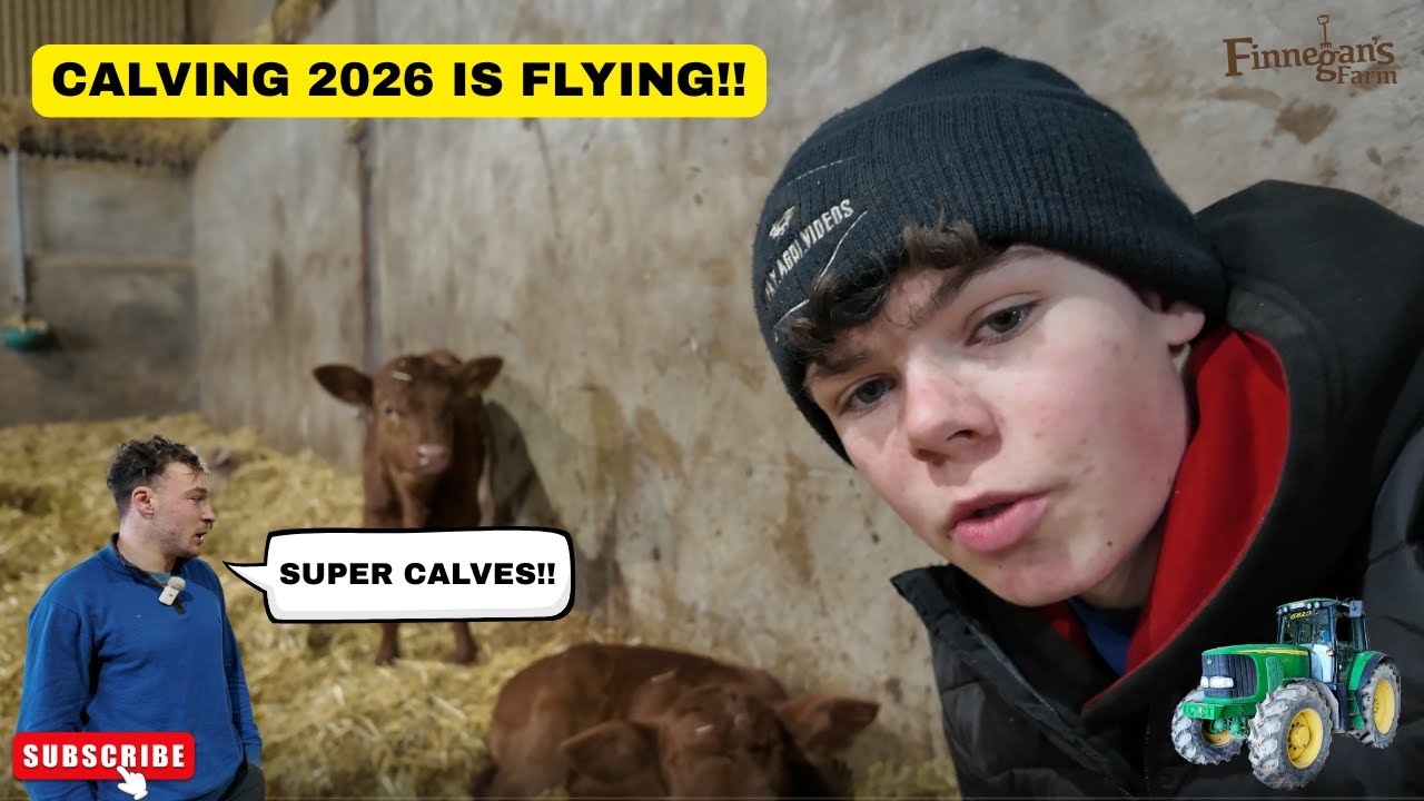 Calving is off to a flying start for 2026!!
