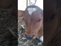 April 3, 2026#shortclip#video....