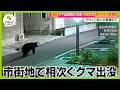 【緊急取材】仙台市内でクマ出没相次ぐ…専門家｢地形的に“迷いグマ”｣ 全国のクマ出没件数が先月の約3倍に【ノンストップ！】