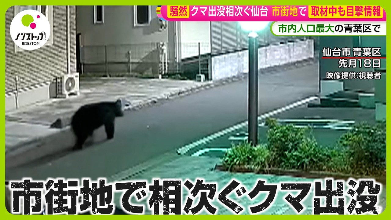 緊急取材】仙台市内でクマ出没相次ぐ…専門家｢地形的に“迷いグマ”｣ 全国