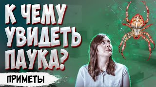 К чему увидеть паука? Народные приметы и суеверия