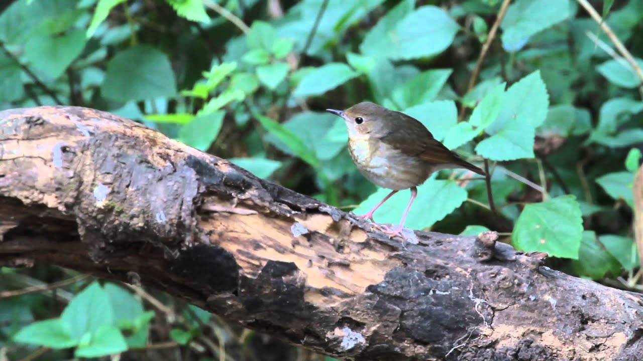 コルリ（Siberian Blue Robin）のメス 