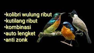 suara burung kolibri wulung ribut kobinasi kutilang ribut cocok untuk pikat semua jenis burung kecil