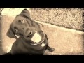 Dog Training Jacksonville FL - Unleash Fido Doggie Bootcamp Dog Training Jacksonville FL - Unleash Fido Doggie Bootcamp