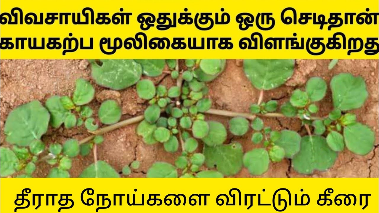 Best Herb in tamil | மூலிகை வைத்தியம் - YouTube
