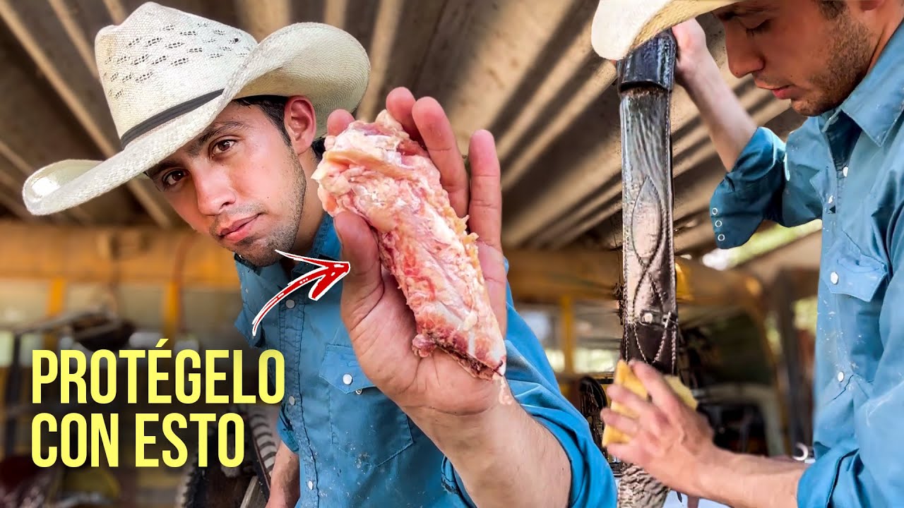 Cómo cuidar el CUERO de nuestro caballo (cinturones, monturas, baquetas