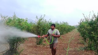 CF - P768 PORTABLE POWER SPRAYER || Pomegranate Trees