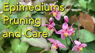 How to Prune Epimediums PLUS General Care - Great Ground Cover Plants for Dry Shade