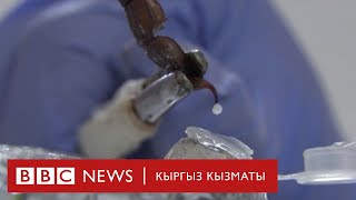 Чаяндын уусу миллион доллар турат  - BBC Kyrgyz