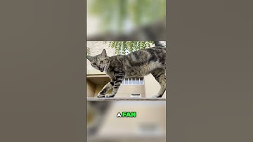 Ditch the Sci-Fi Litter Boxes: Here