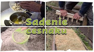 Sadenie Cesnaku V Decembri....