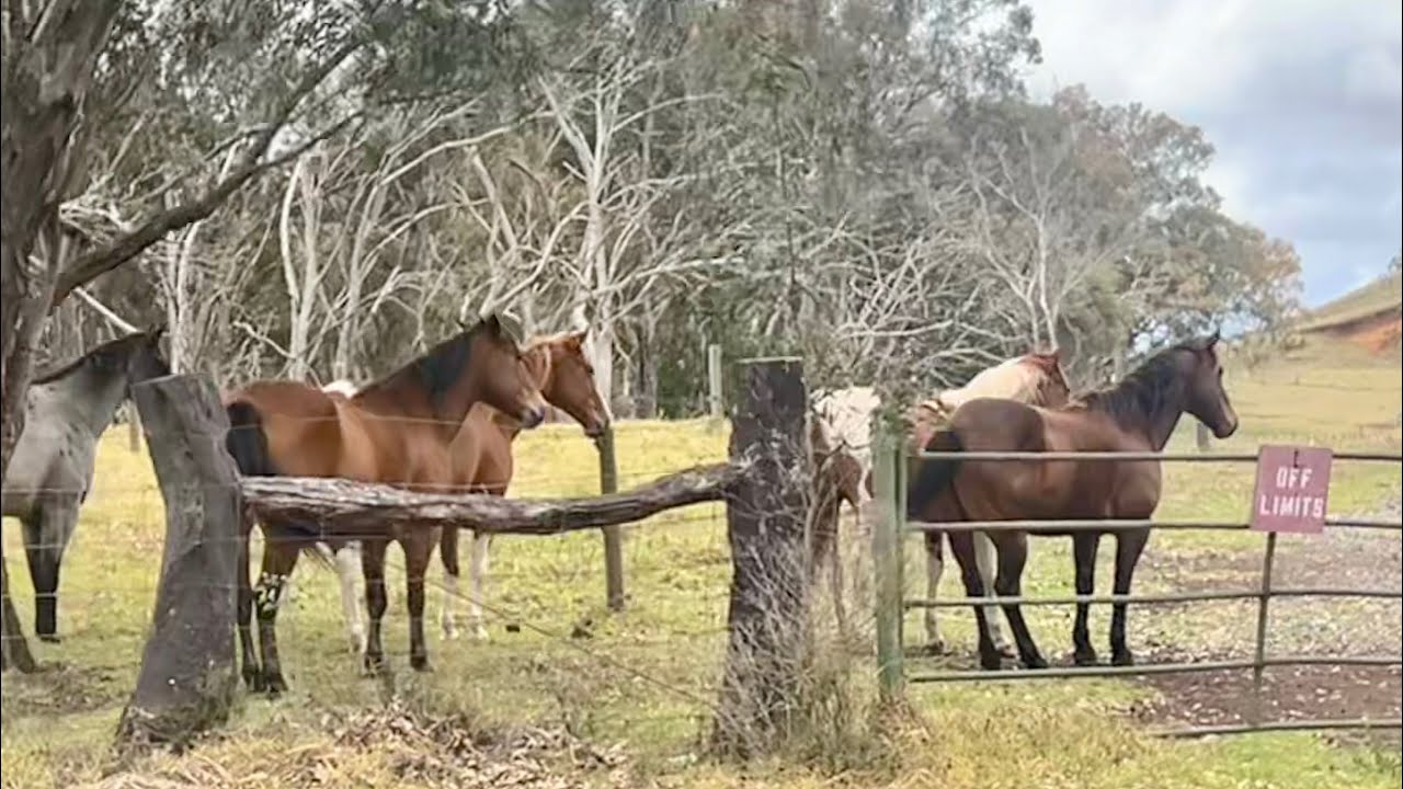 🌺Hawaii - Cowboy Country in Hawaii