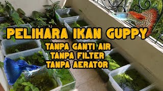 CARA PELIHARA IKAN GUPPY SECARA NATURAL  (TANPA FILTER, TANPA AERATOR, TANPA GANTI AIR)