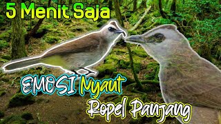 Trucukan FULL ISIAN CUCAK ROWO Gacor Pancingan Masteran Trucukan Ropel Panjang EMOSI NYAUT LANGSUNG